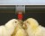 Import automatic stainless steel / plastic chicken nipple drinker from China