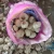 B 5.0cm 20kg Net Bag Chinese Garlic Normal White exporters chin suppliers purchaser