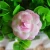 Import beautiful fresh rose flowers head for stage decoration from China