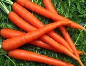 Best Price Fresh carrot 2018 High Quality