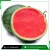 Import Best Ripped Energetic Sweet Style Watermelon from South Africa