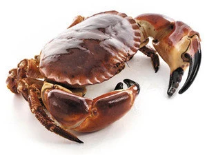 Brown Crab (Cancer Pagarus) landed and caught from British Seas - supplied live