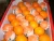 Import Citrus Fruits/Mandarin Orange/Fresh Orange/List of Yellow Fruits from South Africa