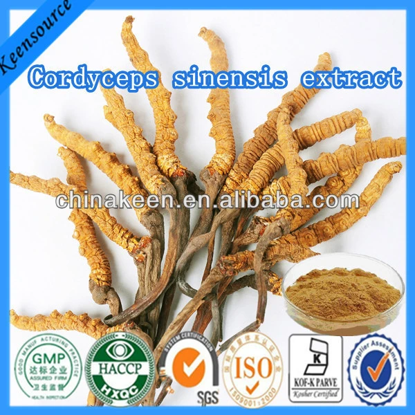 Buy Cordyceps Sinensis Mycelium Extract/cordyceps Sinensis Extract ...