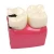 Import Dental study model  plastic periodontal teeth human medical decay teeth model anatomy teeth from China