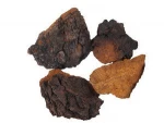 EU certified organic chaga mushroom extract chaga extract for Anti cancer