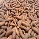 factory direct selling natural opened afghan pine nuts for import
