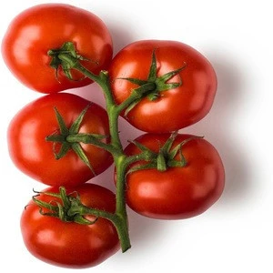 FACTORY  PRICE FRESH FARM HARVESTED TOMATOES FROM GERMANY