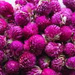 Factory supply dried globe amaranth flower tea top quality