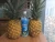 Import fake fruit pineapple /pineapple fruit fresh/bulk fresh fruit pineapple from Vietnam