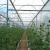 Import Film/greenhouse Cover Material Greenhouse Film/greenhouse Sheet Plastic Multi-span Agricultural Greenhouses Light Diffusion from China
