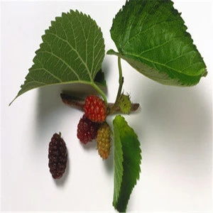 Free Sample 100% Natural Mulberry Leaf Extract / Mulberry Fruit Extract / Deoxynojirimycin 1%~4% Polysaccharides 10%---20%
