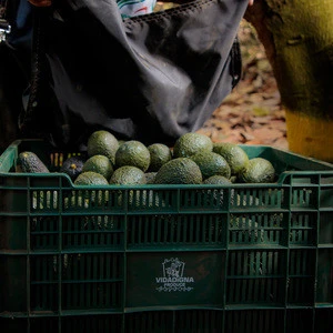 Fresh Avocado Hass from  Top Producing Region