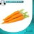 Import Fresh Carrot from Egypt from Egypt