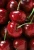 Import Fresh Cherry Organic Best Quality of Turkey 2021 from Republic of Türkiye