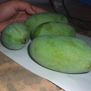 Fresh Mango from South Africa Quality direct Supplies.
