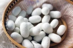 Fresh Natural Silkworm Cocoon for Silk Fiber- Mulberry Silk Cocoon from Vietnam-(Verda+84777699587)