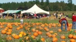 FRESH PUMPKINS