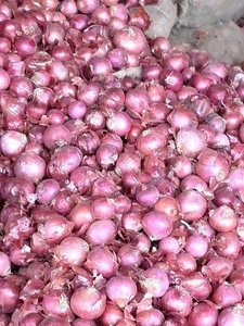 Fresh Red Onions 20-30mm