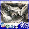 Fresh Seafood and Fish Frozen Tilapia Whole Round for Sale