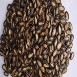 Fresh Style Black Watermelon Seeds Sale Price