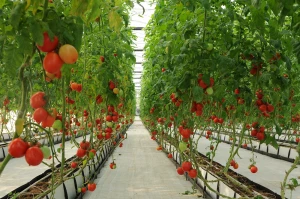 Fresh tomatoes / Plum / Cherry (Lam Son)