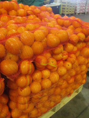 Fresh Valencia Orange and Other Citrus Fruits At Competitive Prices