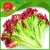 Import Fresh vegetable leaf lettuce High quality leaf lettuce red colour in china from China