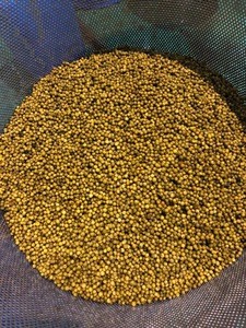 Green Peppercorn In Brine, new crop 2019 with best price