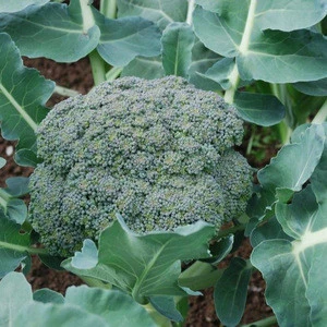 High Grade Fresh Broccoli