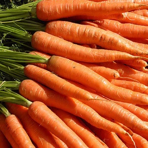 High quality fresh carrot price