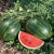 Import High quality organic fresh watermelon from South Africa