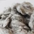 Import High Quality Raw White Licker In Cotton Waste from India from Thailand