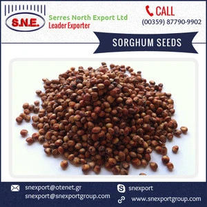 High Quality Ukrainian White and Red Sorghum at Very Good Price