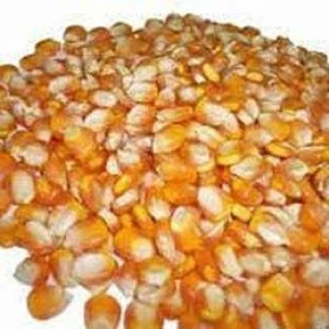 High Quality Yellow Corn / Maize at Low Market Price