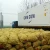 Import Hot Fresh Horseradish from China