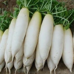 (HOT) Fresh Radish/ White Fresh Radish/White Radish