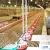 Import Hot Sale Poultry Farm Chicken Feeding System Chicken House Feeder Pan from China