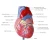 Import Hot Sell Atherosclerosis Plastic Human Heart Model for Medical Teaching from China