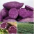 Import Instant vegetable powder cooked purple sweet potato powder from China