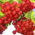 Import Kidney stone cleaning Herbal extract Prevent kidney stones Gilaburine natural highbush cranberry extract from Republic of Türkiye