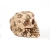 Import Latest Design Skull Halloween Gift Human Skull Model Cafe Decoration from China
