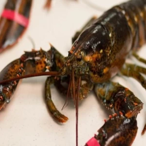 Live Lobster, Spiny Lobster, Frozen Lobster