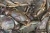 Import LIVE MUD CRAB from South Africa