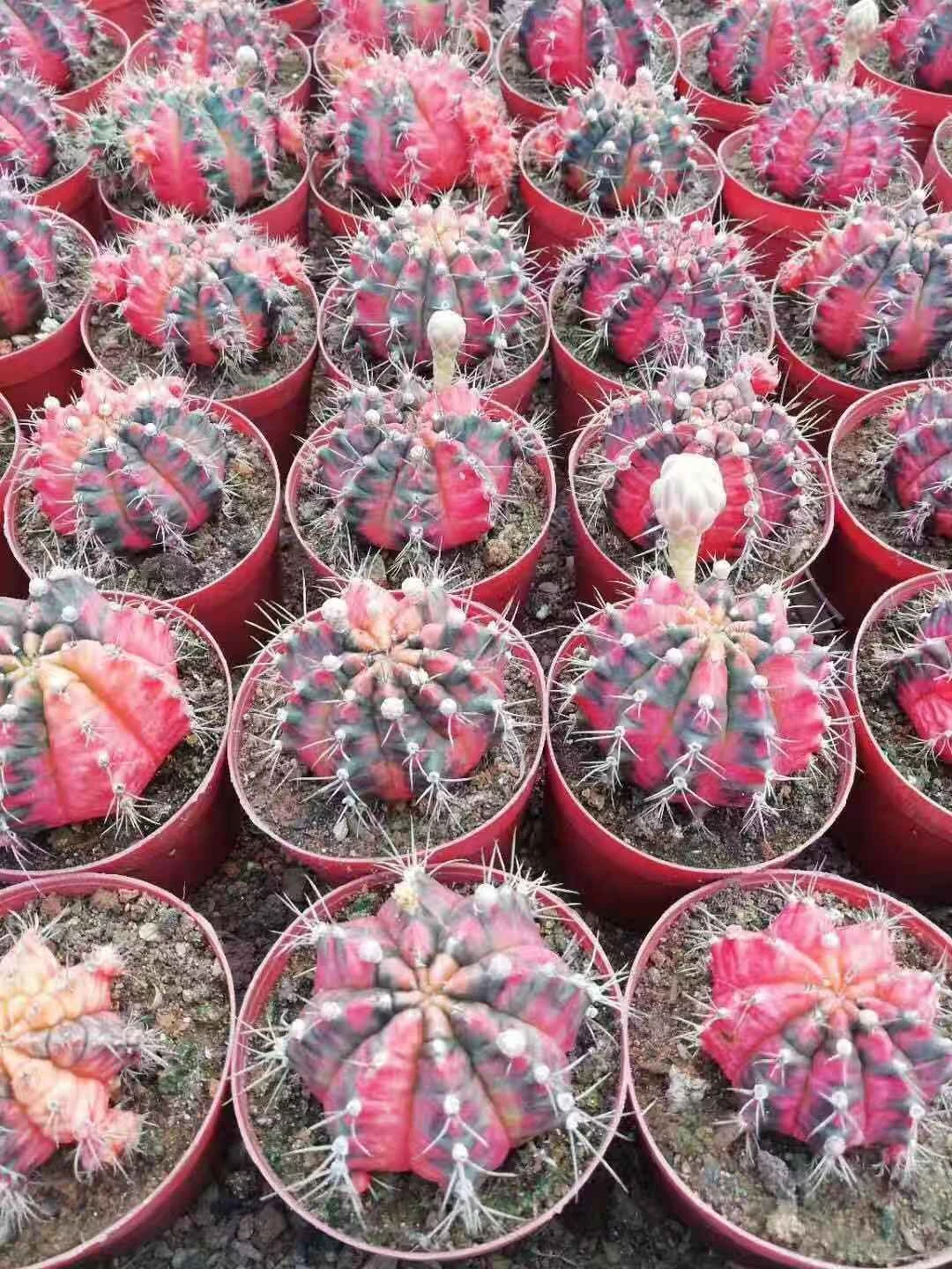 live succulent plants colorful moon cactus Gymnocalycium mihanovichii