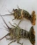 Import Live Tiger Lobsters from USA