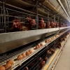 Modern Design H Type Chicken Farm Laying Hens Poultry Battery Cages Egg Layer Automatic Egg Layer Cages