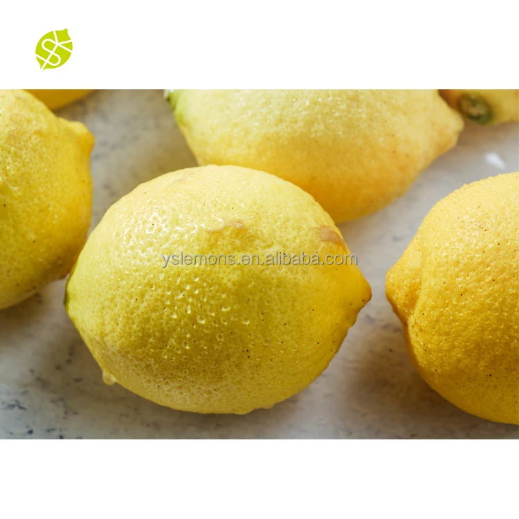 Montale Wholesale Lemon Fresh Lemon Fruit Yellow  Eureka Lemons