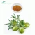 Import Nature hydroxytyrosol oleuropein olive leaf extract oil from China