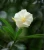 Import Nerium oleander Album natural plants from China